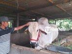 20230622_Kondisi-sapi-milik-Sukasno.jpg