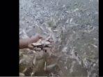 20230807_Potongan-video-penampakan-ikan-di-Sungai-Beloan-Kubar.jpg