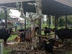 20231101-peternakan-sapi.jpg