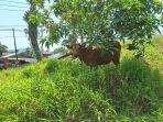 20231101_Sapi-Kaliorang-Dicuri.jpg
