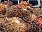 20240401_kelapa-sawit-hasil-curian.jpg