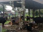 20240529_Sapi-kurban-yang-bakal-didistribusikan-Pemerintah-Kabupaten-Kutai-Kartanegara.jpg