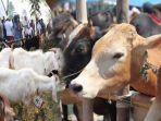20240605_kurban-sapi-atau-kambing-idul-adha-2024.jpg