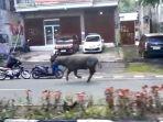 20240610_Seekor-kerbau-di-Balikpapan-yang-mengamuk.jpg