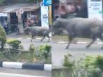 20240610_Video-Kerbau-Mengamuk-di-Balikpapan.jpg