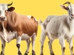 20240611_Sapi-dan-kambing-mana-lebih-utama.jpg