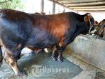20240618_Sapi-Kurban-Presiden-Jokowi-di-Kaltim.jpg