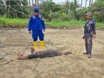 20240903_pesut-mati_Teluk-Balikpapan_IKN_.jpg