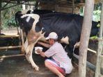 20240907_Sapi-perah-Kementan-sebut-Indonesia-akan-mengimpor-sapi.jpg
