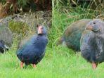 20241229_Burung-Takahe-yang-Tidak-Bisa-Terbang.jpg