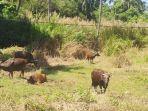 20250508_sapi-kurban-di-balikpapan.jpg