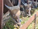 20250520_Harga-Sapi-Kutai-Timur-Kaltim-2025.jpg