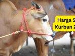 20250521_harga-sapi-kurban-kaltim.jpg