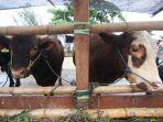 20250523-Sapi-kurban-3.jpg