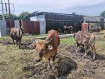 20250525-sapi-kurban-di-bontang.jpg