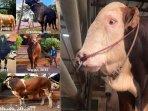 20250605_sapi-irfan-hakim.jpg