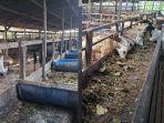 20250609_Kandang-ternak-sapi-dan-kambing-di-Jalan-Pinang-Dalam-Kutim.jpg