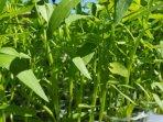 20251013_kangkung.jpg