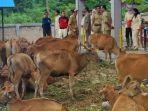 30052023-Kebutuhan-sapi-di-Kutai-Timur-bakalan-meningkat.jpg