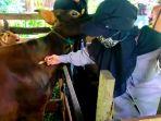 Pengecekan-kondisi-kesehatan-hewan-ternak-yang-dilakukan-oleh-petugas-di-Kabupaten-Paser.jpg