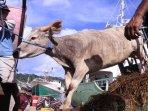 Sapi-ternak-kurban.jpg