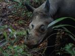 badak-kalimantan_20150923_211358.jpg