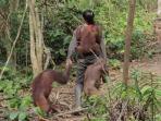balikpapan_pelepasliaran-orangutan.jpg