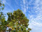 blue-sky-di-gala-puncak-kaltim.jpg