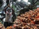 harga-sawit-hari-ini-petani-menjerit-harga-tbs-mendadak-anjlok-hanya-dalam-waktu-satu-hari.jpg