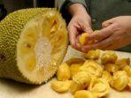 ilustrasi-buah-nangka.jpg
