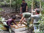 kepiting-di-alam-bebas_20151223_120325.jpg