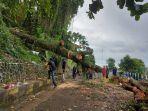kondisi-pohon-tumbang-di-jalan-tirta-kencana-samarinda1.jpg