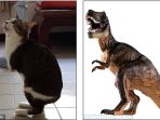 kucing-able-mirip-dinosaurus-t-rex_20161215_090132.jpg
