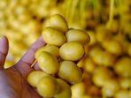 kurma-muda.jpg