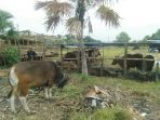 lokasi-penjualan-hewan-kurban_20180722_152118.jpg