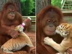 manca_orangutan-susui-harimau_20150511_140632.jpg