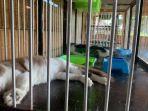 mudik-Kucing-dititipkan-di-hotel-hean.jpg