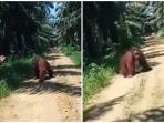 Viral Orangutan Masuk ke Areal Perusahaan Sawit di TaliSayan, Pencarian BKSDA Kaltim masih Nihil