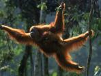 orangutan-kalimantan.jpg