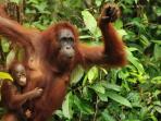 orangutan-kalimantan_20150423_174940.jpg