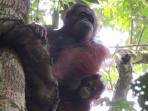 orangutan7_20150624_010954.jpg