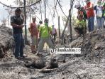 orangutang-tewas-terpanggang_20160222_121056.jpg