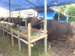 pedagang-sapi-di-jalan-indrakilla_20180810_163111.jpg