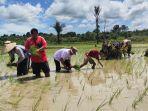 penanaman-padi-oleh-pemerintah-kampung-jambuk.jpg