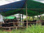 penjualan-hewan-ternak-di-berau.jpg