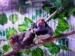 salah-satu-koleksi-burung-finch-atau-pipit-milik-roby-kolektor-burung-asal-balikpapan.jpg