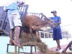 sapi-dari-kupang-ntt-hari-raya.jpg