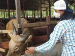 sapi-di-kutai-barat-siap-kurban.jpg