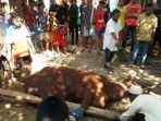 sapi-jokowi_20170902_090037.jpg