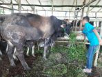 sapi-limosin_20170814_152308.jpg